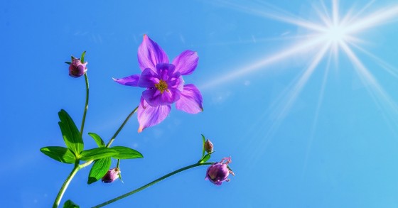 coltivare aquilegia