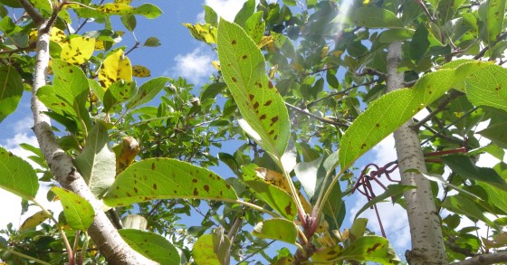 alternaria