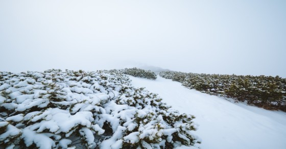 Neve