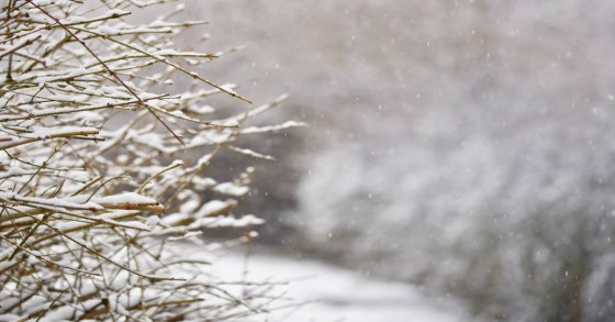 Neve