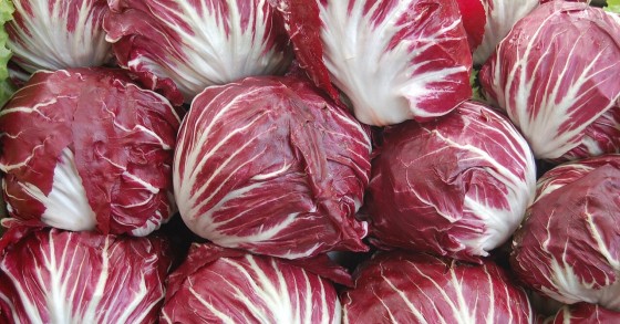 coltivare il radicchio