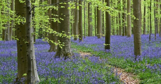 La foresta blu nel pieno della sua fioritura