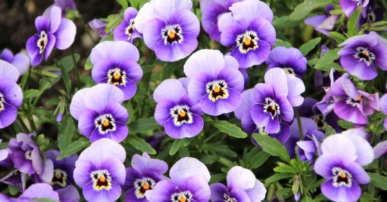 piante marzo