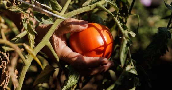 virosi del pomodoro