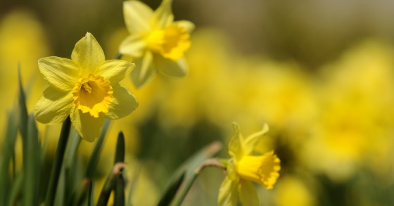 piante che fioriscono ad aprile