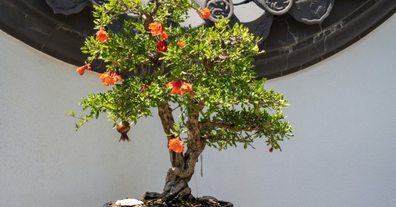 bonsai da frutto