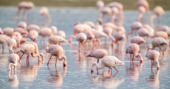 dove vedere i fenicotteri in italia