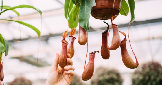 pianta carnivora nepenthes