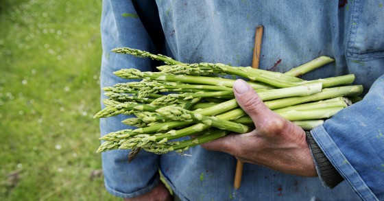 quando piantare gli asparagi