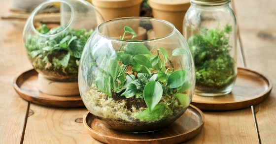 come pulire un terrarium