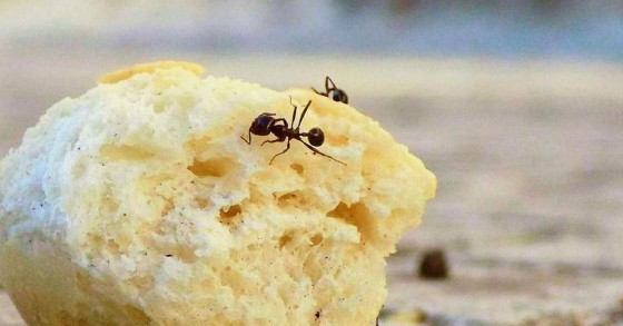 Formiche su un pezzo di pane