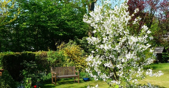 come coltivare il ciliegio in giardino