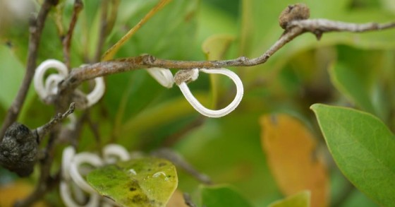 takahashia japonica