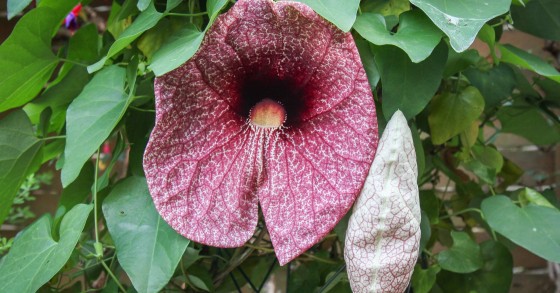 aristolochia