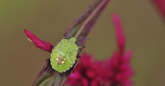 piante cimici