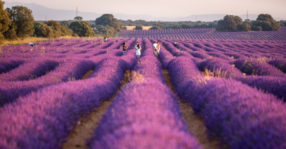 lavanda in monferrato