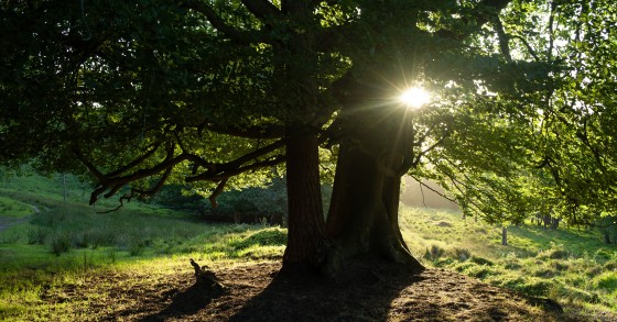 Dove si trova il Bosco dei Cento Acri nella realtà e come arrivare ...