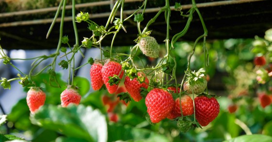 Nemi strawberry festival