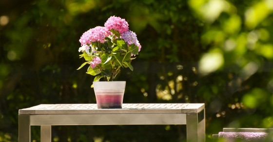 ortensie da vaso