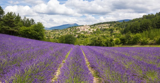 lavanda valli piacentine