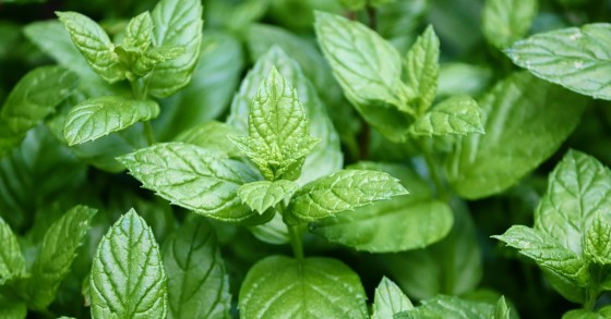 coltivare menta piperita