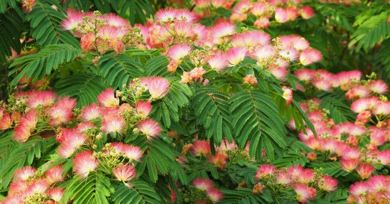pianta albizia