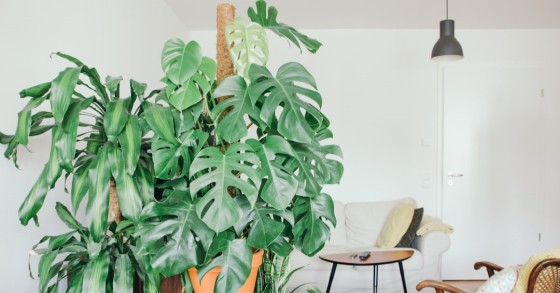 monstera