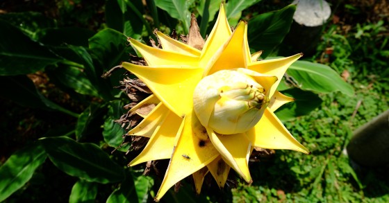 musella lasiocarpa