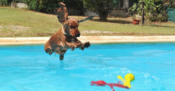 vacanze pet friendly