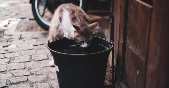 cosa succede se il gatto beve l acqua del condizionatore