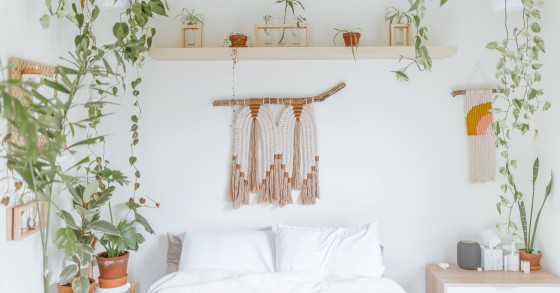 piante dormire