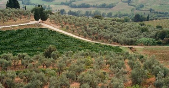 Ismea riapre le terre: 14mila ettari al Sud, rate fino a 30 anni