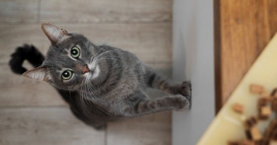 Gatto grigio in cucina