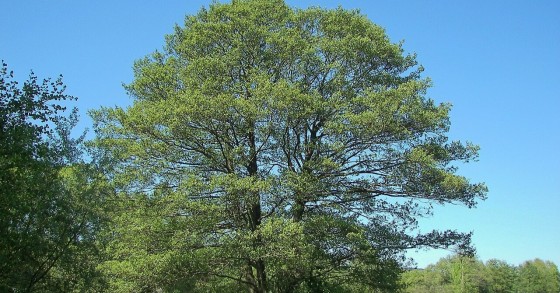 ontano