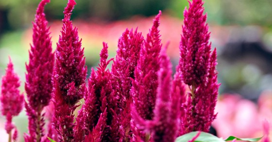 coltivare la celosia