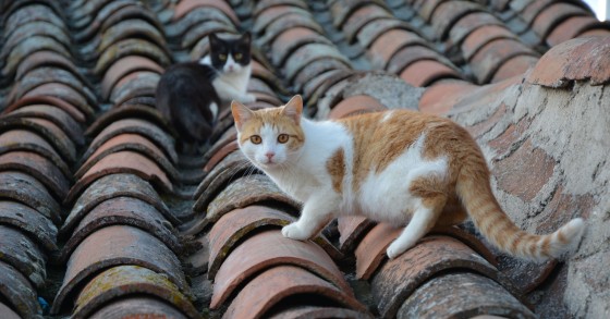 dov'è il borgo dei gatti