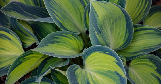 coltivare l'hosta