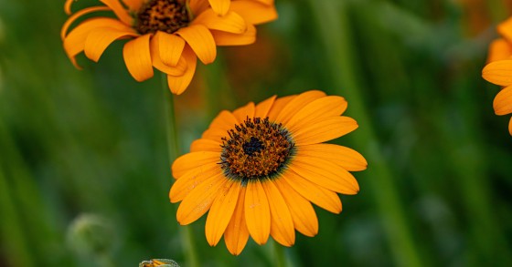 margherita africana