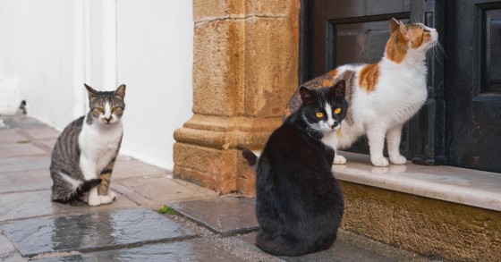 dov'è il borgo dei gatti