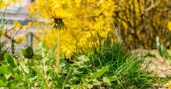 Giardino incolto con fiori, habitat perfetto per la cimice assassina