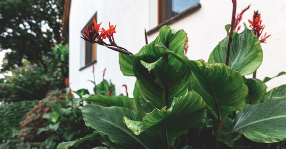 Un giardino ricco di vegetazione, che attira i pappataci