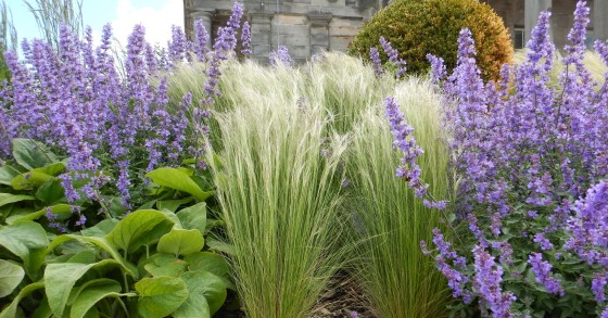 come coltivare la stipa
