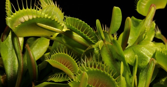 piante carnivore pericolose per l'uomo