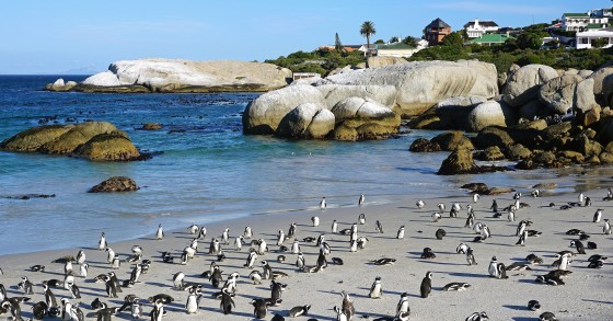 Boulders Beach 
