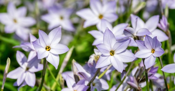 come coltivare l'ipheion