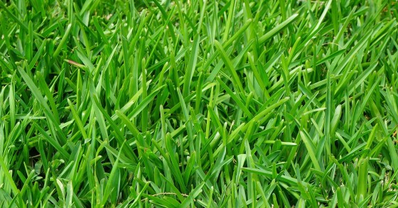festuca arundinacea