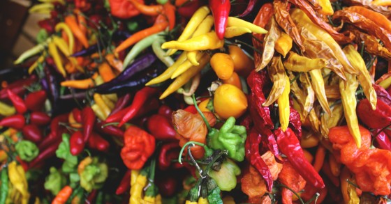Autumn food festivals in Italy 2026