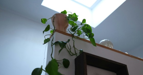 pothos