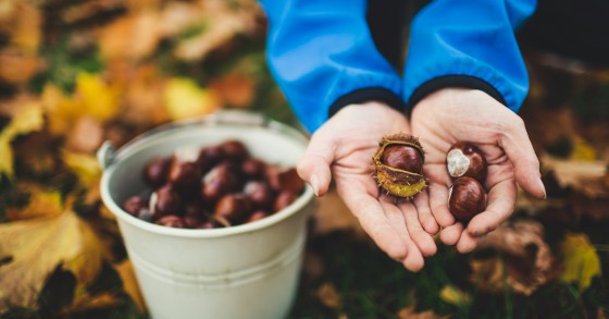 conservare le castagne fresche