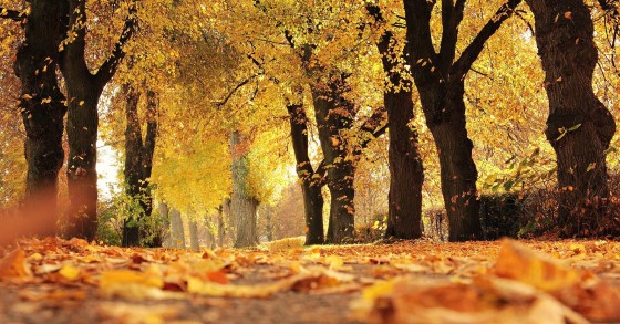 perche le foglie cambiano colore in autunno